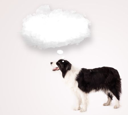 Cute black and white border collie with empty cloud bubble above her head