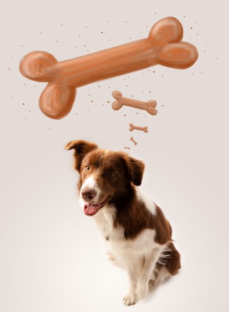 Cute brown and white border collie sitting and dreaming about a bone above his head