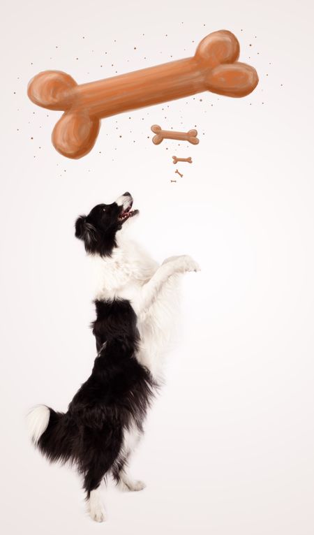 Cute black and white border collie dreaming about a bone above her head