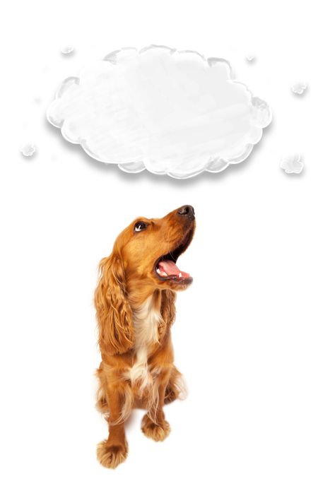 Cute brown cocker spaniel with cloud above her head