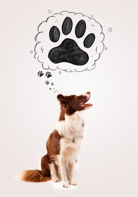 Cute brown and white border collie thinking about a paw in a thought bubble above his head