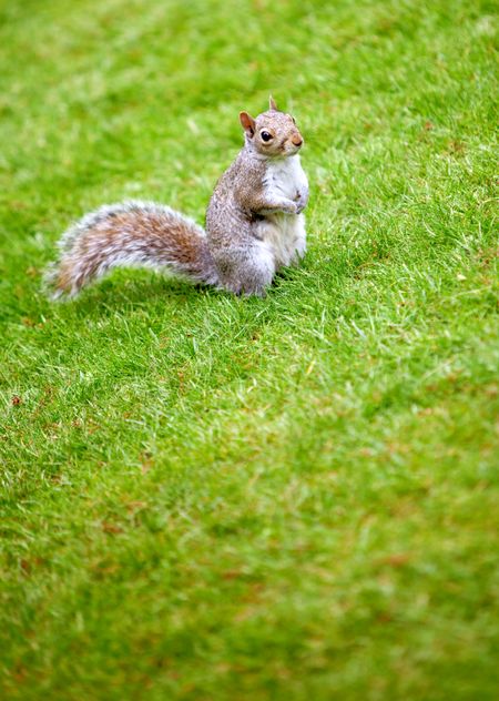 Little squirrel standing on grass outdoors at the park