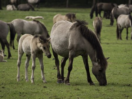 wild horses in germany