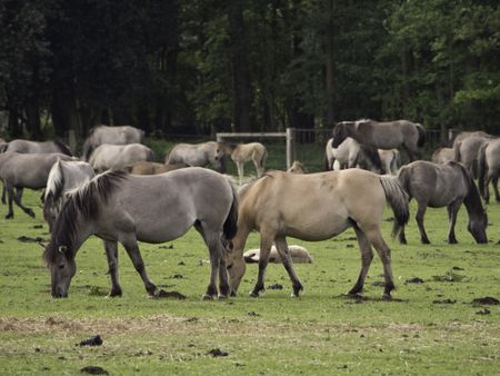 wild horses in germany