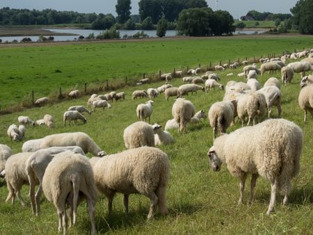 sheeps on the dike