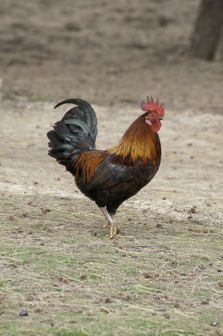 Wild rooster on Oahu