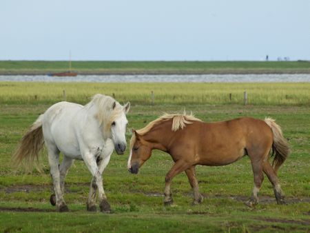 horses on the Island of juist