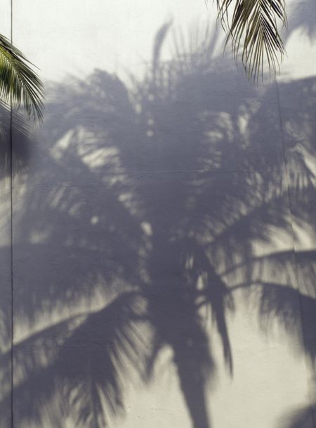 Hawaiian wall: shadow of coconut palm on whitewash