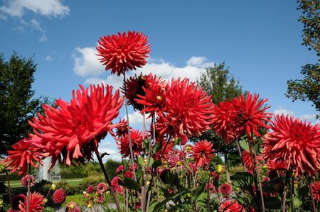 dahlias in a park