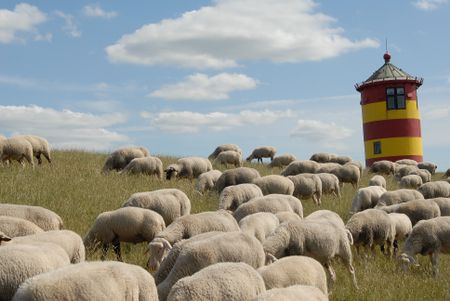 sheeps on the dike