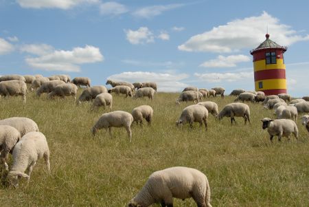 sheeps on the dike