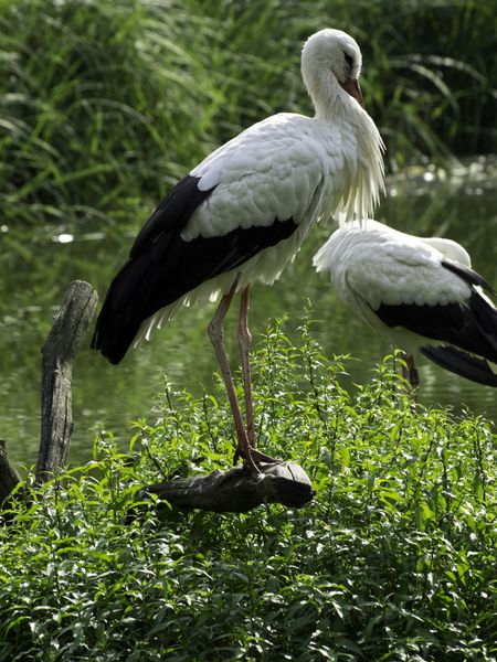 many storks