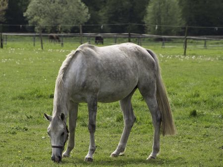 horses