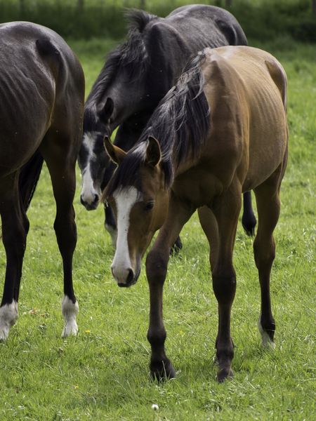 horses