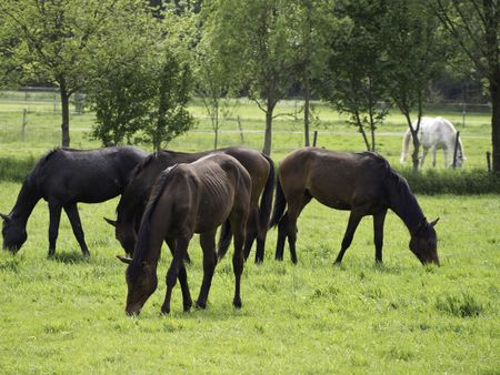 horses-meadow-461020294 horses on a meadow