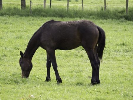 horses on a meadow