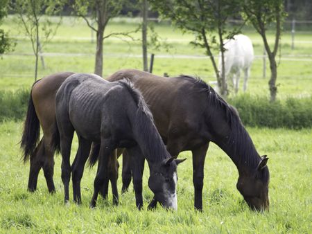 horses on a meadow