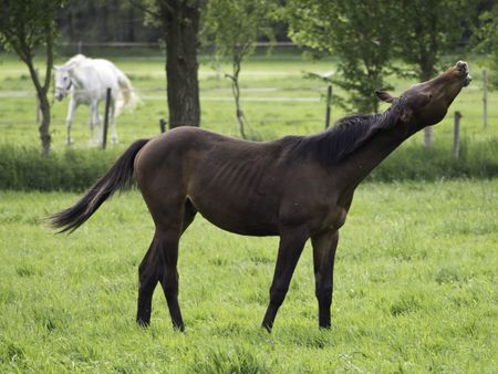 horses on a meadow