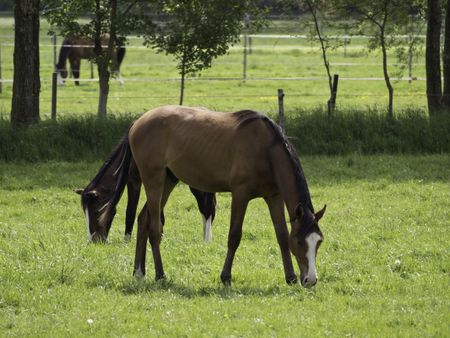 horses on a meadow