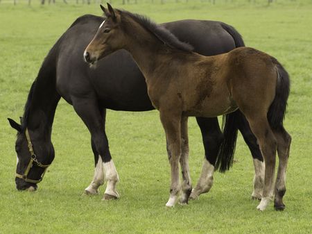 horses in germany