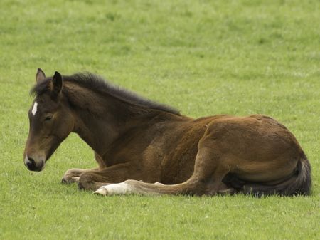 horses on a meadow