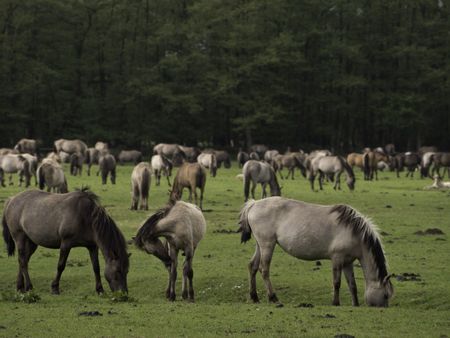 wild horses