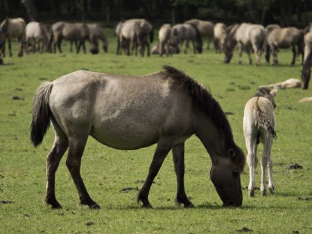 wild horses