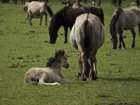 wild horses