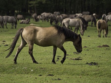 wild horses