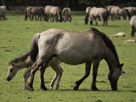 wild horses