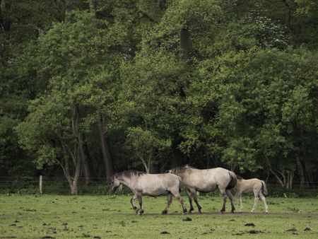 wild horses