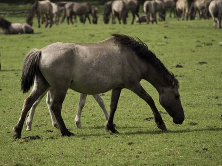 wild horses