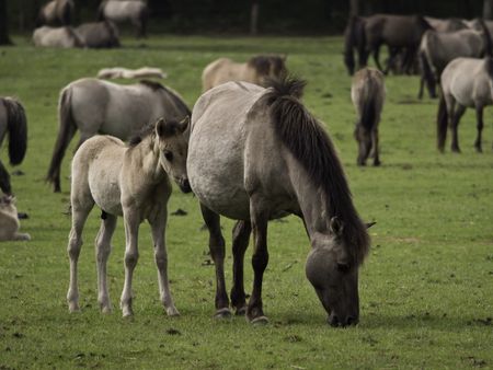 wild horses