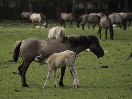 wild horses in germany