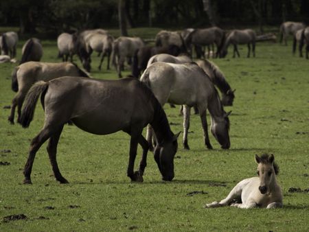 wild-horses-germany-463392368 wild horses in germany