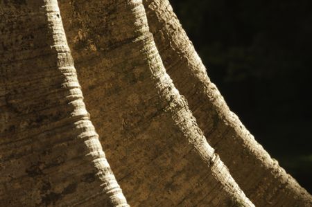 Detail of tree trunk with buttress roots. Scientific name: Ficus glabrata - Moraceae (mulberry family) from South America. Photo location: Hoomaluhia Botanical Garden, Kaneohe, Oahu, Hawaii