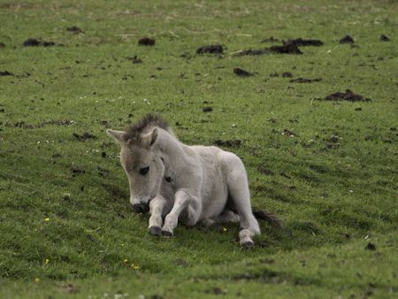 wild foal