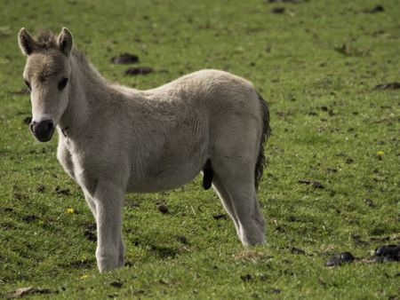 wild foal