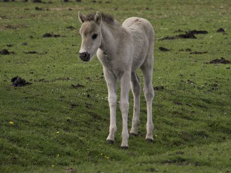 wild foal