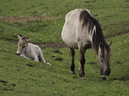 wild horses in germany