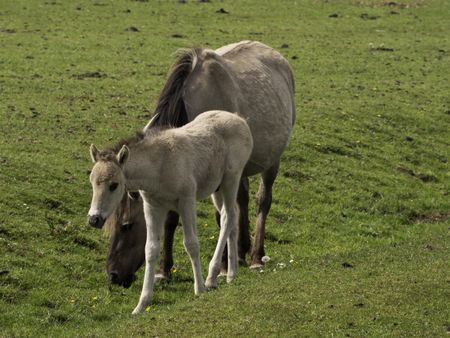 wild horses