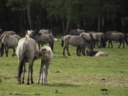 wild horses