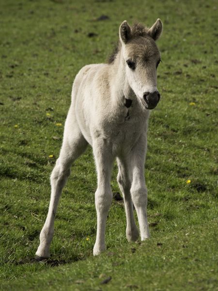 wild horses