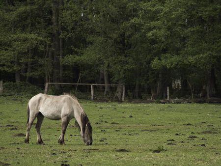 wild horses