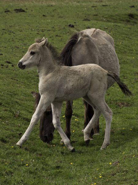 horses-463746944 horses