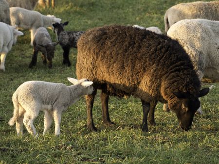 sheep in germany