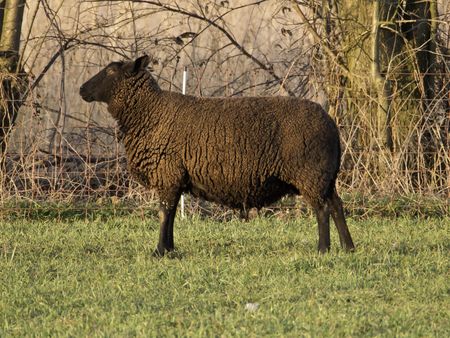 sheeps on a german meadow