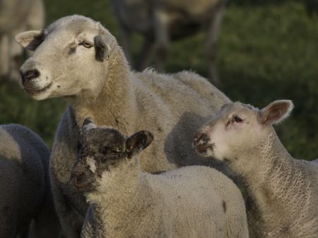 sheeps on a german meadow