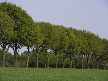 trees in germany