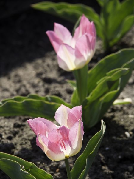 the Castle of het loo